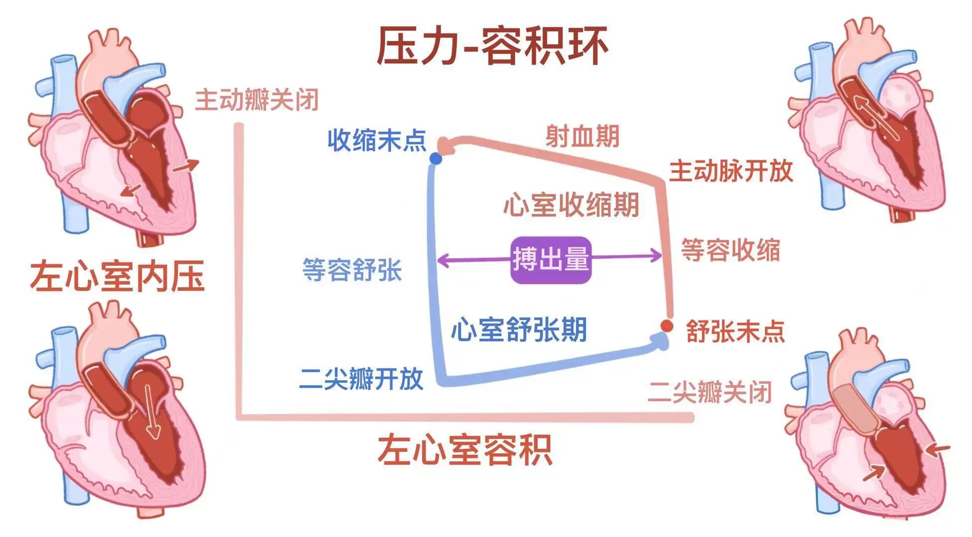 生理学——心脏做功