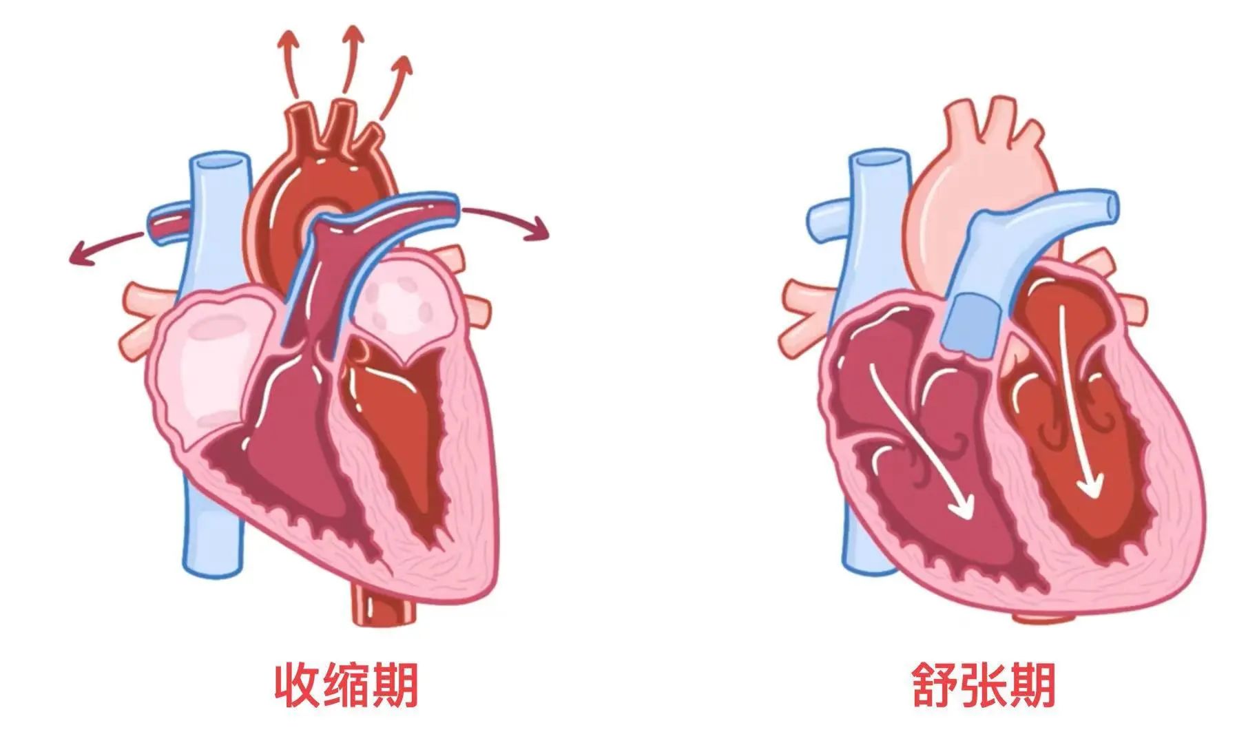 生理学——心动周期