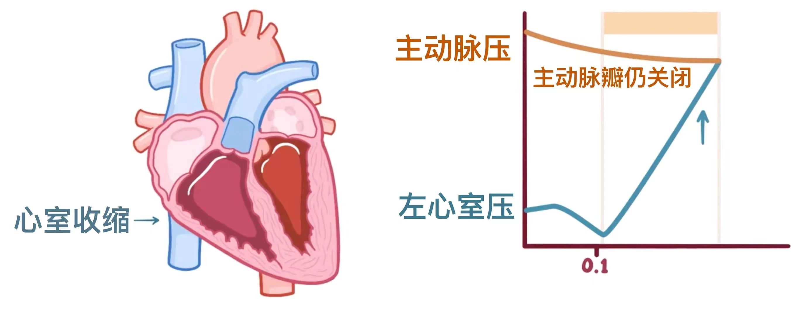 生理学——心动周期