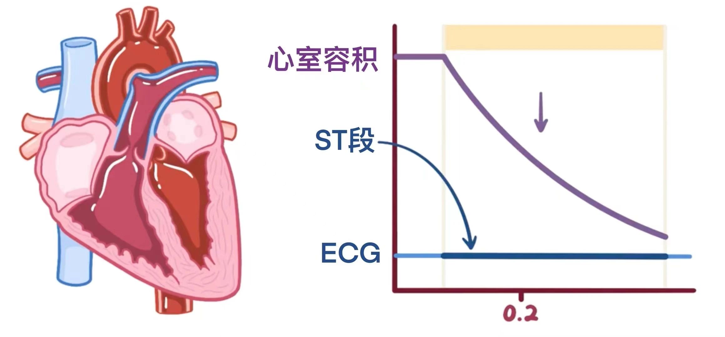 生理学——心动周期