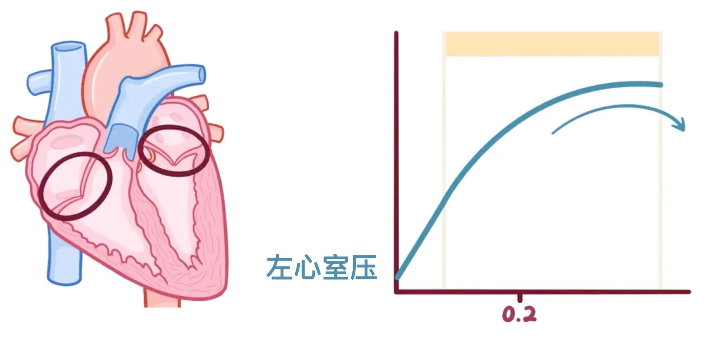 生理学——心动周期