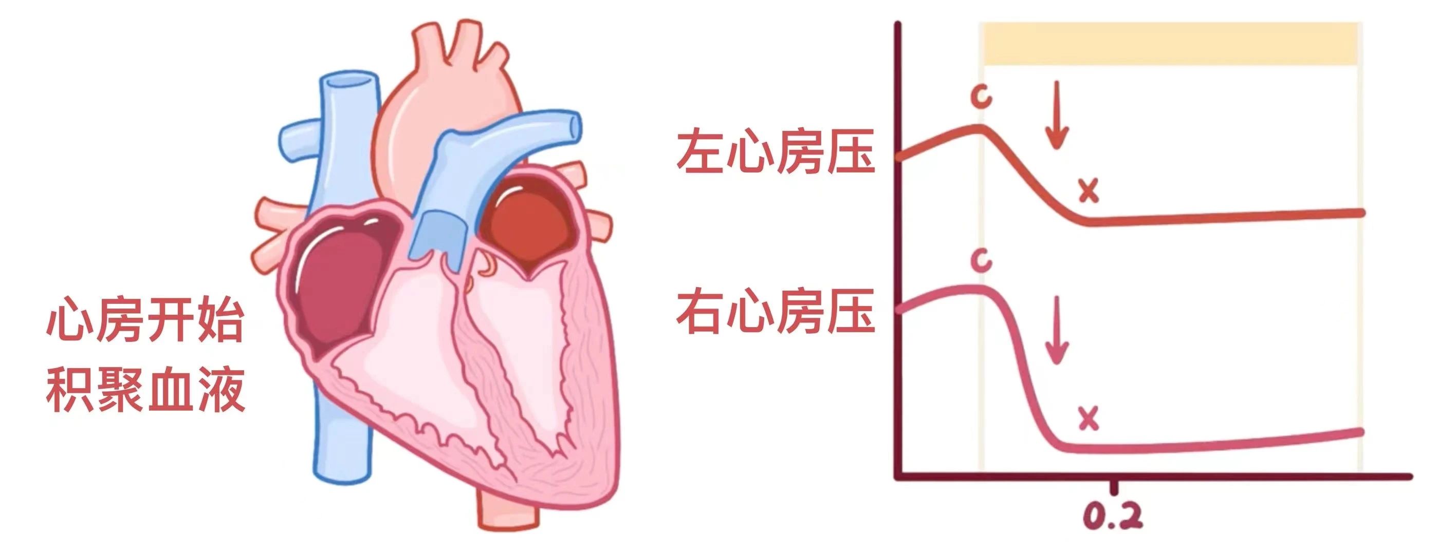生理学——心动周期