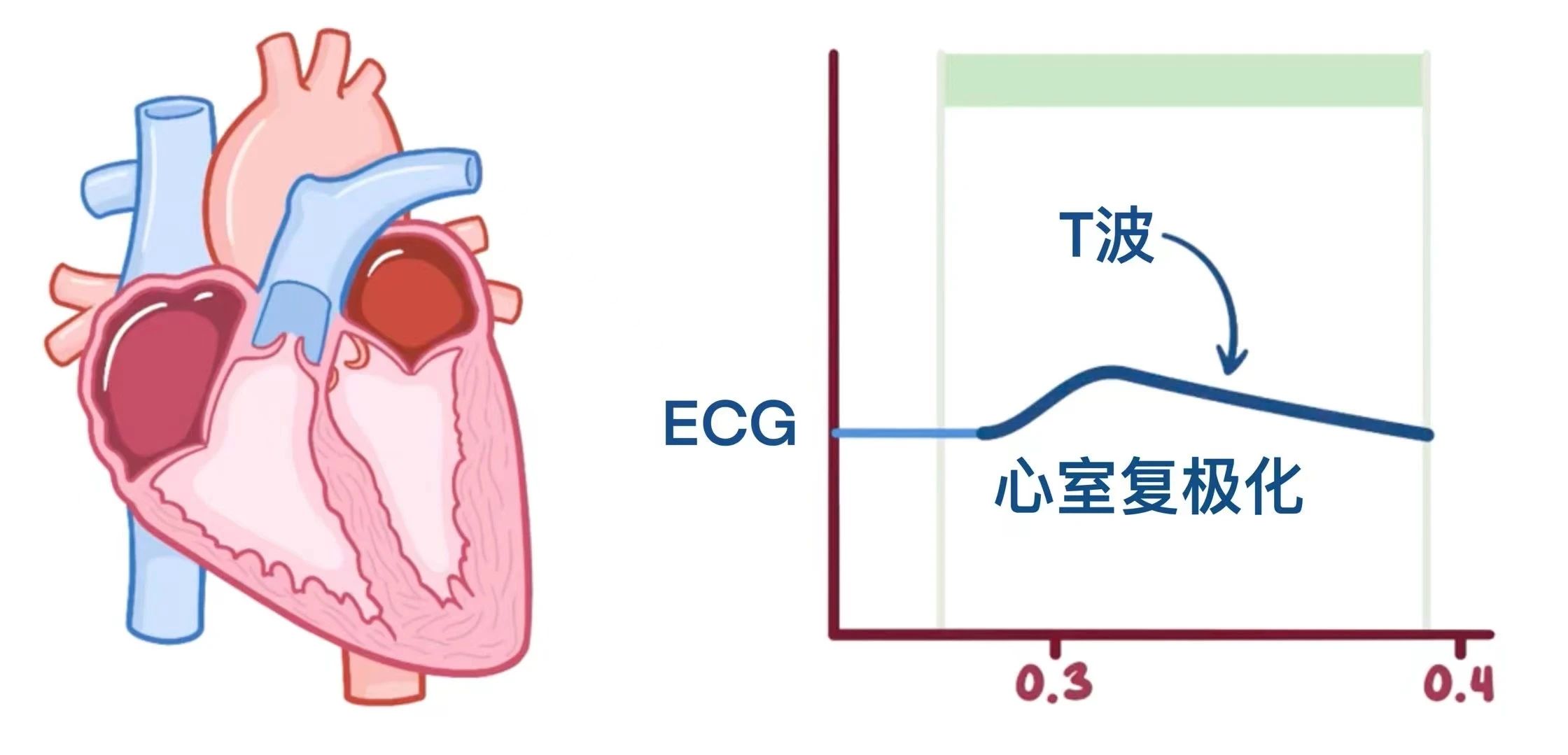 生理学——心动周期