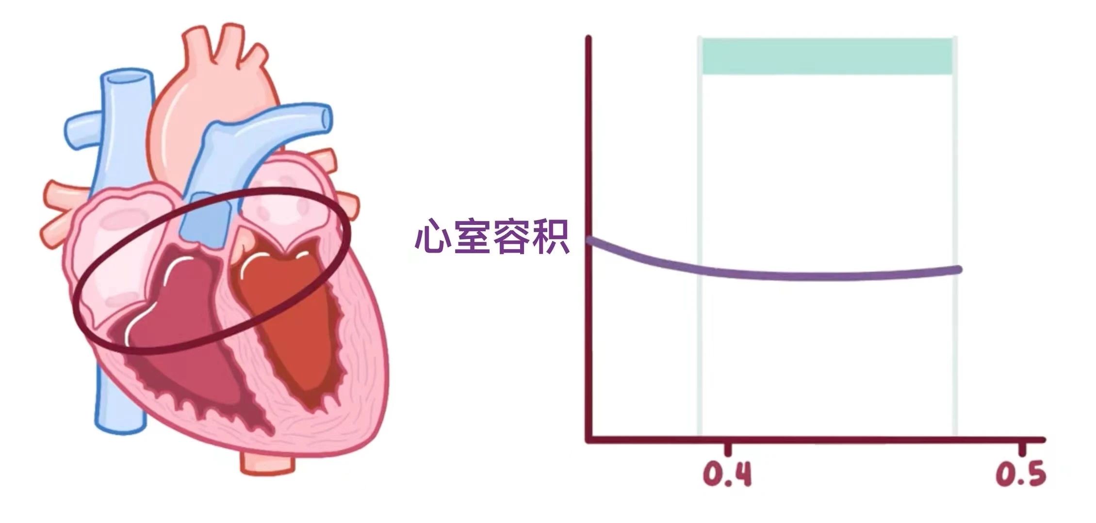 生理学——心动周期