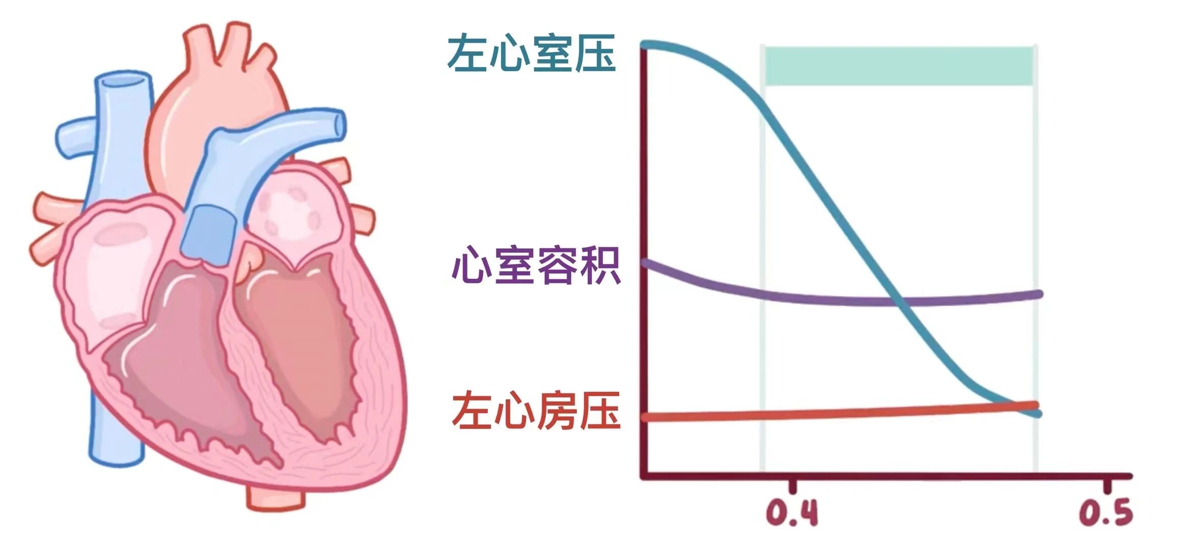 生理学——心动周期 
