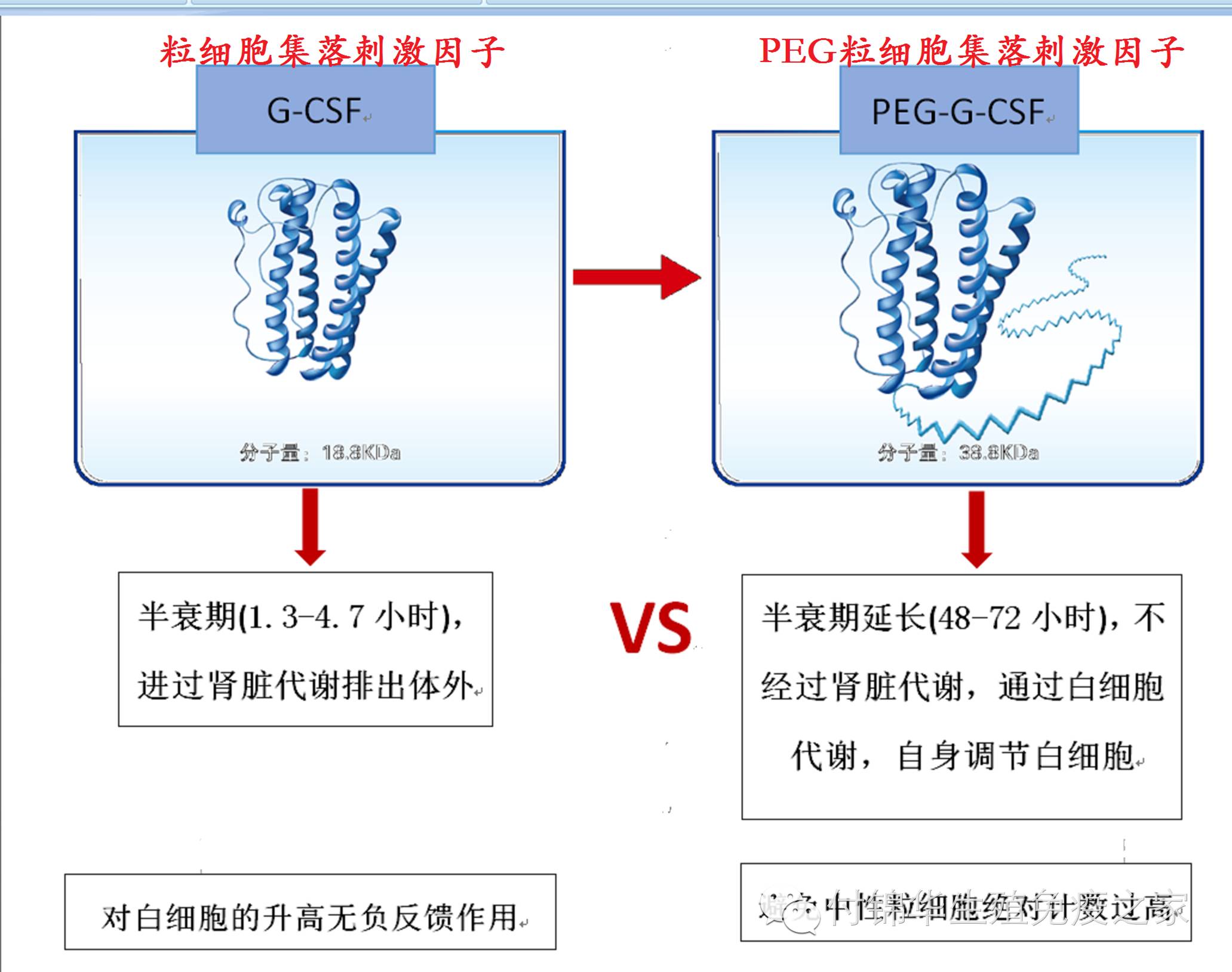 粒细胞集落刺激因子与复发性流产
