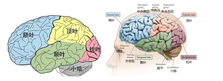 孩子的行为、情绪、语言等问题与大脑：“前额叶”发育密切相关！