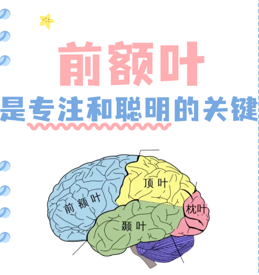 孩子的行为、情绪、语言等问题与大脑：“前额叶”发育密切相关！