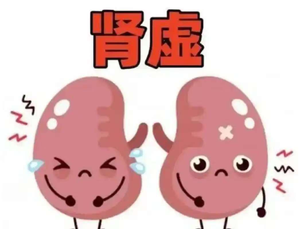 探本寻源：中医视角下的肾虚与调治之道
